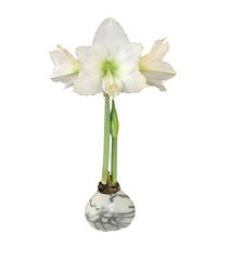 White amaryllis bulb